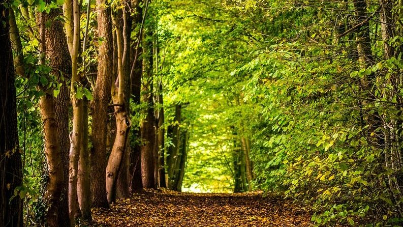 pathway between green trees